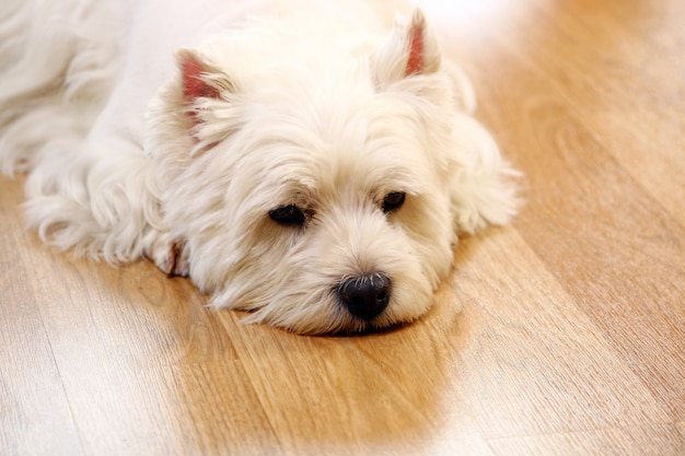 Gracioso perro blanco en casa