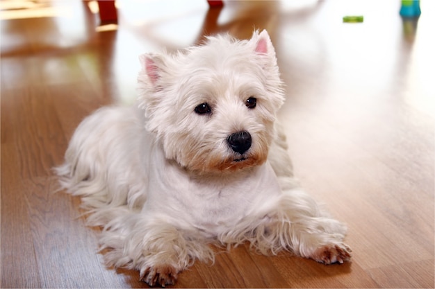 Gracioso perro blanco en casa