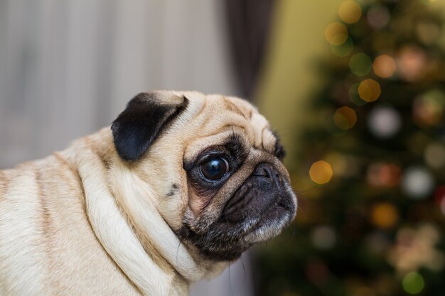 Gracioso perro joven de la raza pug en interiores