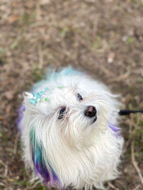 Gracioso perro maltés con hebras de colores en un paseo.