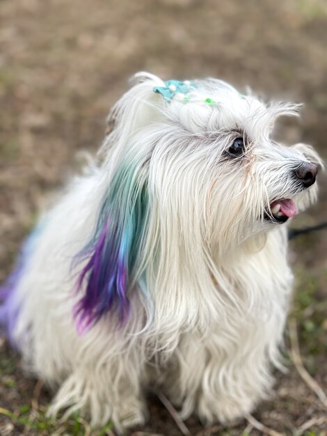 Gracioso perro maltés con hebras de colores en un paseo.