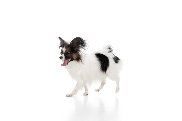 Gracioso perro Papillon aislado en blanco