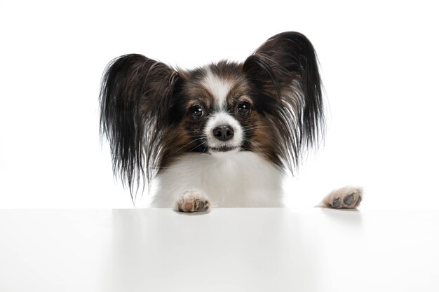 Gracioso perro Papillon aislado en blanco