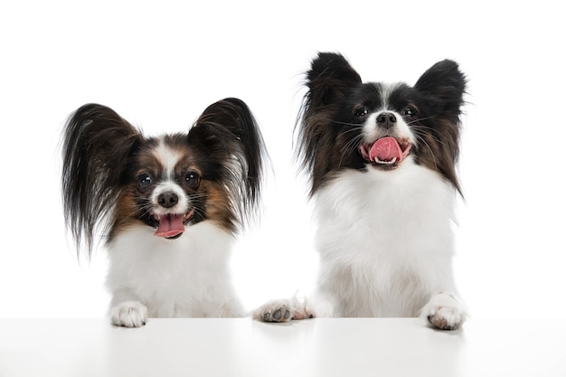 Gracioso perro Papillon aislado en blanco