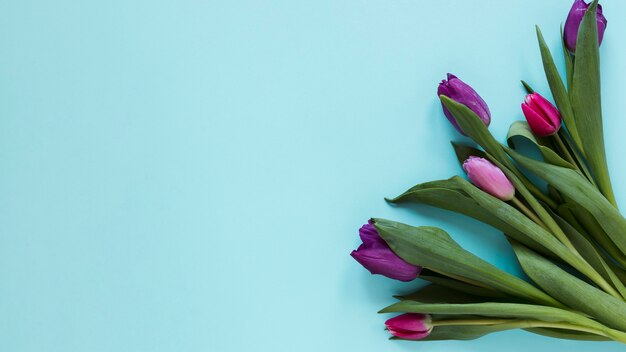 Gradiente de flores de tulipán violeta y fondo azul.