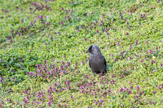 Grajilla occidental en un campo rodeado de flores y pasto bajo la luz del sol