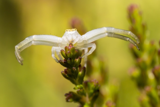 Gran araña blanca sentada en la planta