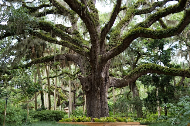 Gran árbol cubierto de vegetación y musgos en un parque