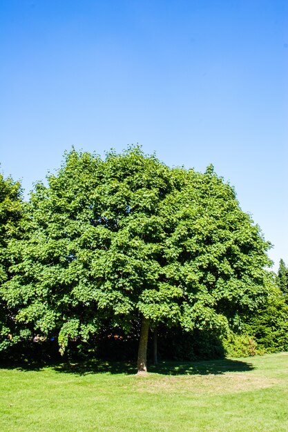 Gran árbol con densas ramas y hojas y el cielo despejado en el