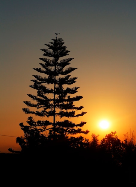 Gran árbol con puesta de sol detrás