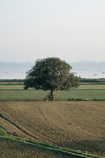 gran árbol solitario en el campo