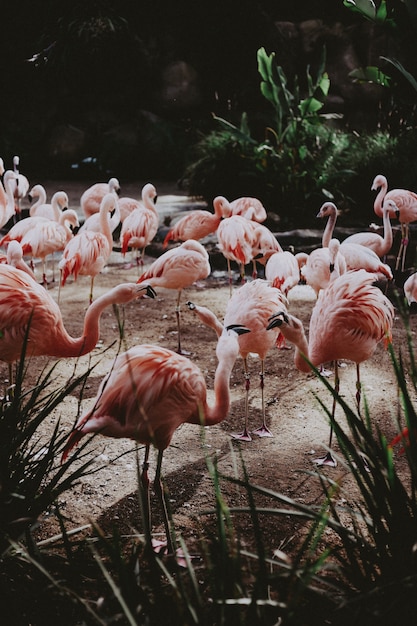 Foto gratuita gran bandada de hermosos flamencos rosados en un exótico campo tropical