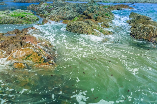 Gran belleza natural de las algas marinas agua