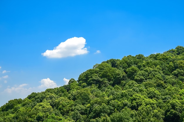 Gran bosque con una nube