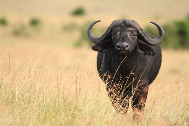 Gran búfalo negro en los campos cubiertos de hierba alta capturada en las selvas africanas