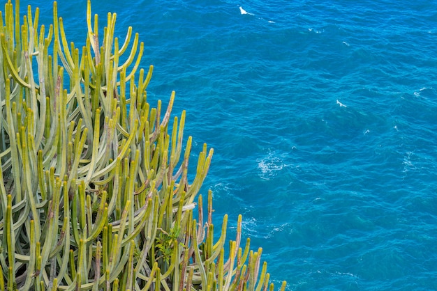Gran cactus con espinas que crecen en el acantilado sobre el océano. Mar con pequeñas olas en el fondo