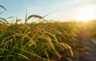 Foto gratuita gran campo de arroz verde con plantas de arroz verde en filas