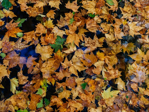 Gran cantidad de coloridas hojas de arce otoñal seco sobre una superficie húmeda