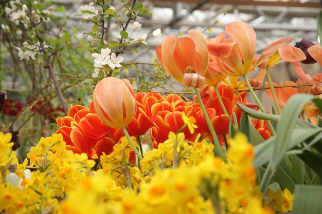 Gran cantidad de hermosos tulipanes rojos y amarillos y flores de narciso