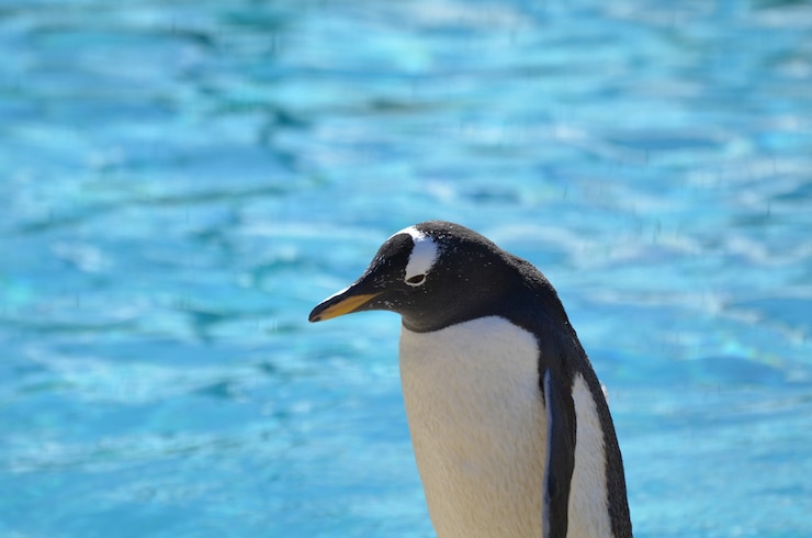 Foto gratuito gran captura de un pingüino papúa parado frente a un cuerpo de agua.