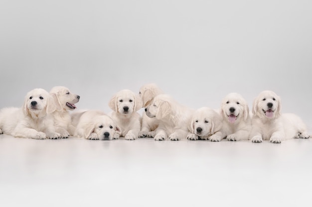 Gran familia. Golden retrievers crema inglesa posando. Lindos perritos juguetones o mascotas de raza pura se ven lindos aislados en la pared blanca. Concepto de movimiento, acción, movimiento, perros y mascotas aman. Copyspace.