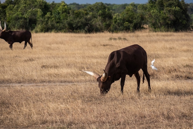 Gran ganado con cuernos pastando en un campo en la selva en Ol Pejeta, Kenia