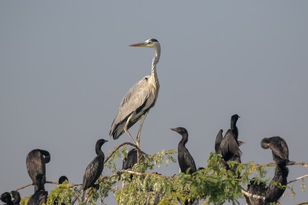 Gran garza azul de pie sobre la rama de un árbol con sus hijos bajo un cielo azul y la luz del sol