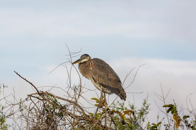 Gran garza azul