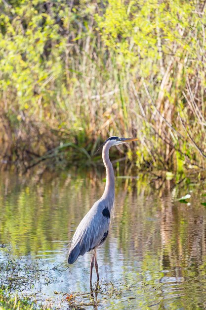 Gran garza azul