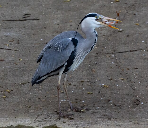 Gran garza en la naturaleza