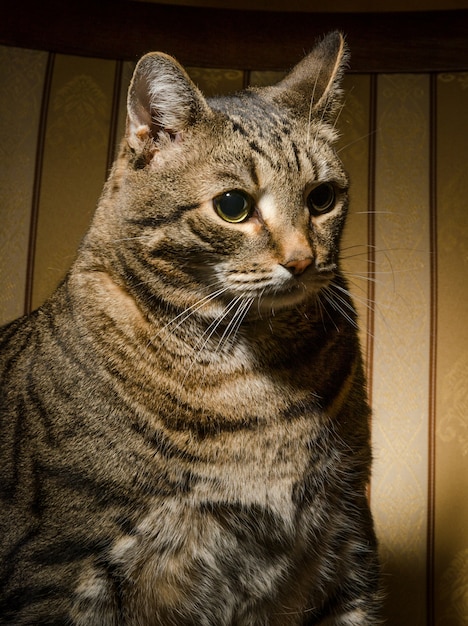 Gran gato en la silla