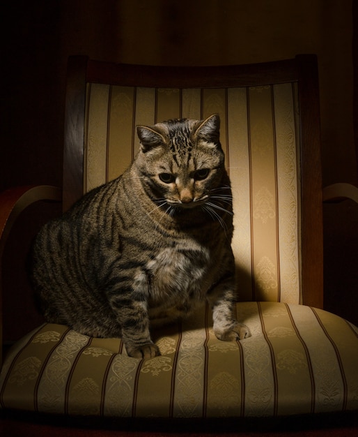 Foto gratuita gran gato en la silla