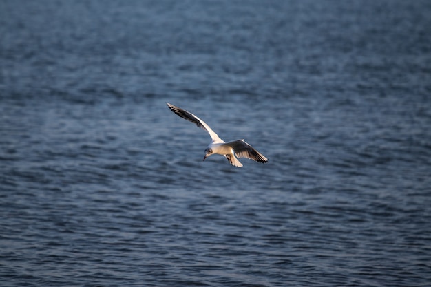 Gran gaviota volando sobre el mar durante el día.