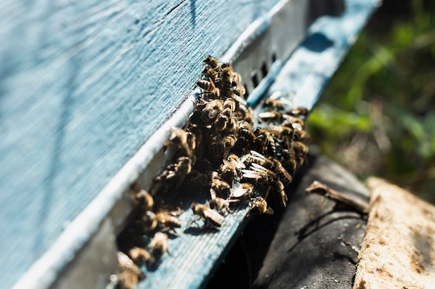 Gran grupo de abejas fuera de la colmena