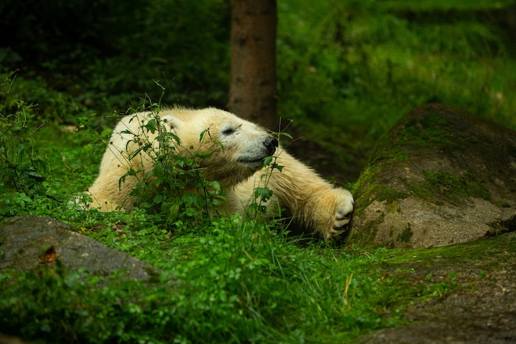Foto gratuito gran hermosa familia de osos polares durmiendo juntos maravillosa criatura en la naturaleza buscando hábitat animales en peligro de extinción en cautiverio ursus maritimus