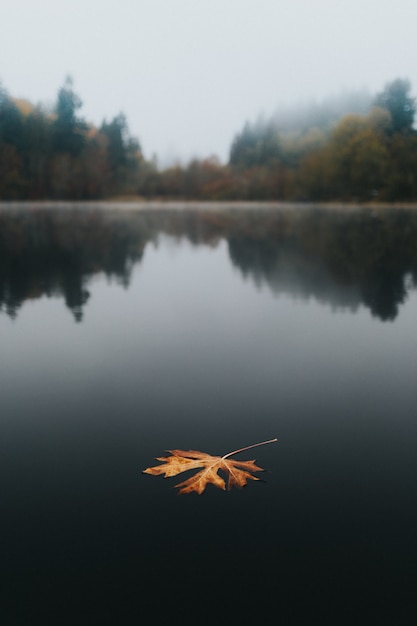 Gran hoja dorada de otoño flotando en un lago con un hermoso fondo natural y reflejos