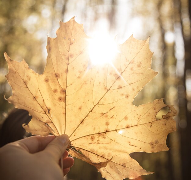 Una gran hoja de otoño amarilla en manos de una mujer.