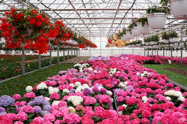 Gran invernadero de luz con muchas plantas de semillero y flores.