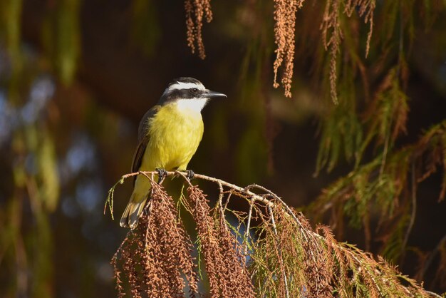 Gran kiskadee (Pitangus sulphuratus) (bienteveo comun)