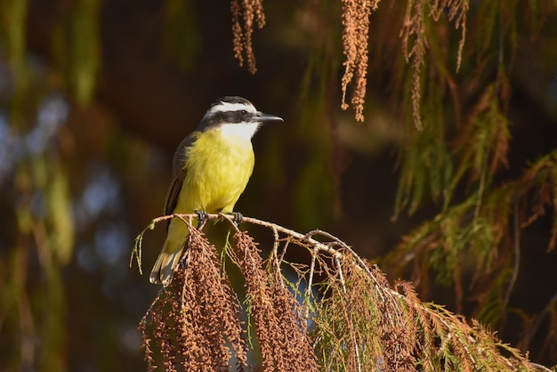 Gran kiskadee (Pitangus sulphuratus) (bienteveo comun)