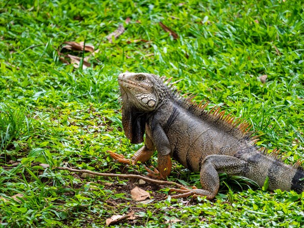 Gran lagarto herbívoro mirando sobre la hierba