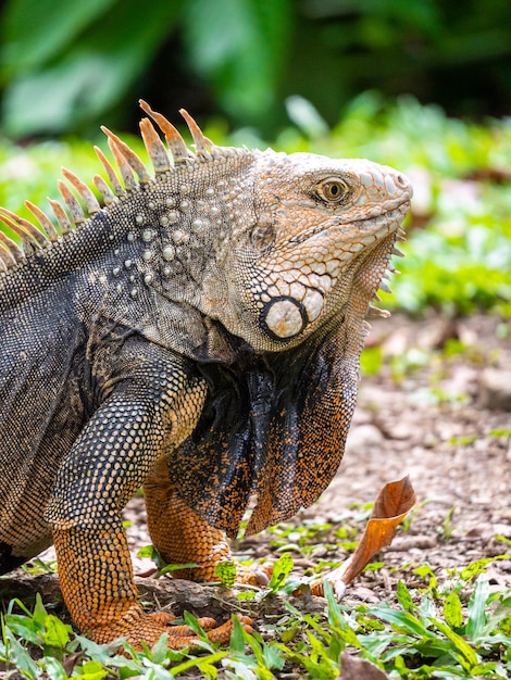 Gran lagarto herbívoro mirando sobre la hierba