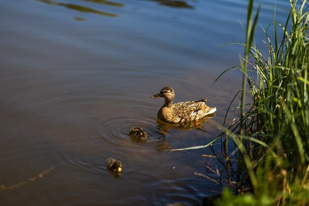 Una gran madre patitos descansan en la orilla del embalse y nadan