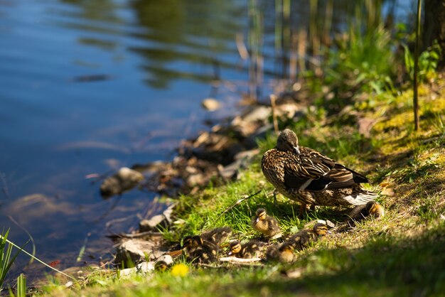 Una gran madre patitos descansan en la orilla del embalse y nadan