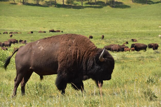 Gran manada de bisontes migrando y pastando en un campo de hierba