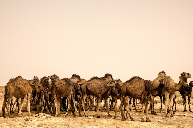 Gran manada de camellos de pie sobre el suelo arenoso de un desierto
