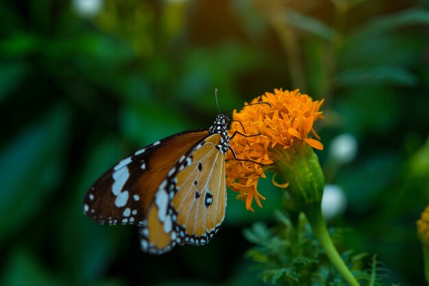 Gran mariposa sentada en una hermosa flor amarilla de anémonas, fresca mañana de primavera en la naturaleza