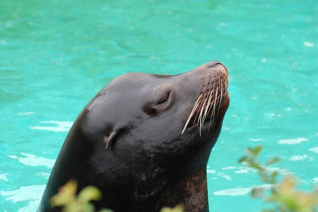 Gran mirada al perfil de un león marino.