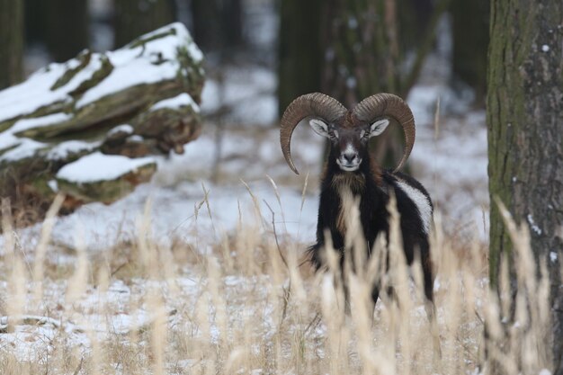 Gran muflón europeo en el bosque animal salvaje en el hábitat natural en la República Checa