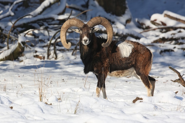 Gran muflón europeo en el bosque animal salvaje en el hábitat natural en la República Checa